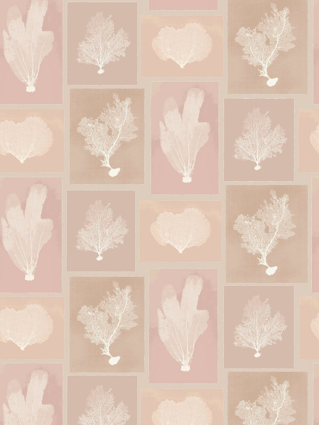 Dado Atelier blush sea fans wallpaper