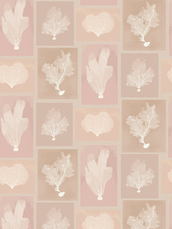 Dado Atelier blush sea fans wallpaper